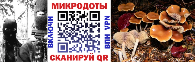 Псилоцибиновые грибы Psilocybe  купить наркоту  MEGA маркетплейс  Хасавюрт 